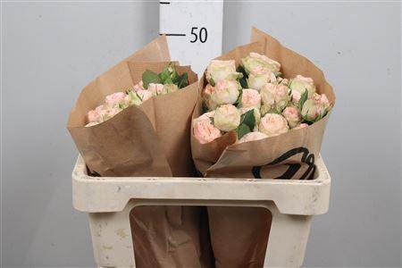 Rosa tros Gentle Trendsetter