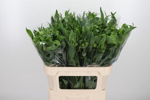 Alstroemeria 'Virginia'