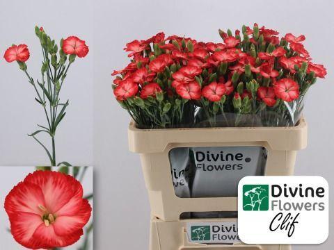 Dianthus Solomio Clif
