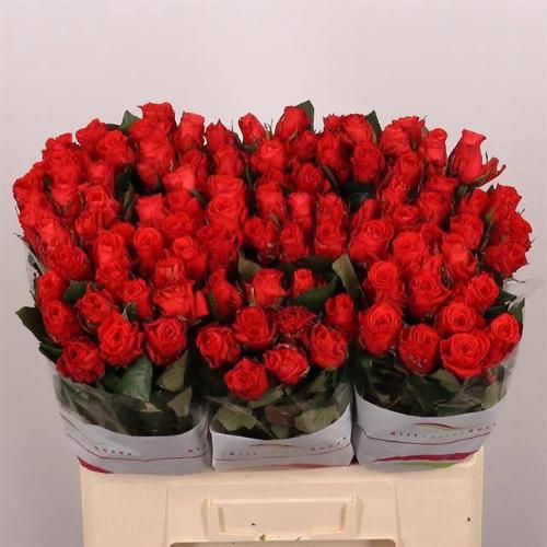 Rosa grootbloemig Bright Torch