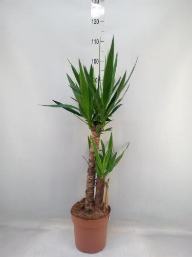 Yucca overig