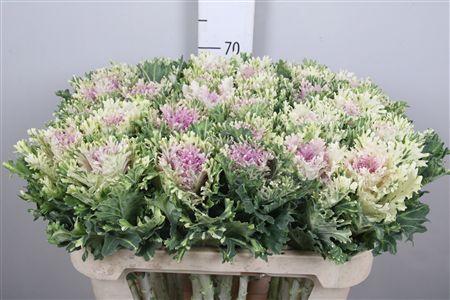 Brassica oleracea Empire Faina