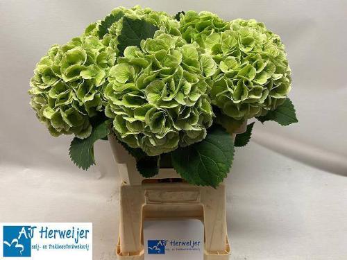 Hydrangea macrophylla Royal Princess (classic)