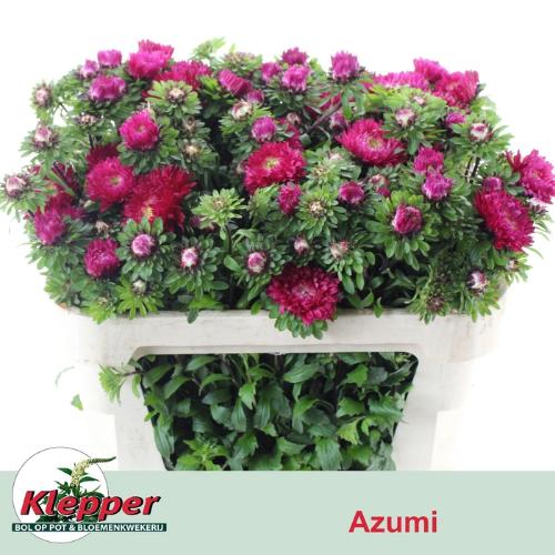 Callistephus chinensis 'Azumi XL Red'