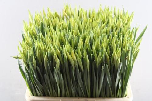 Narcissus Grootkronige Grp met blad 'Carlton'