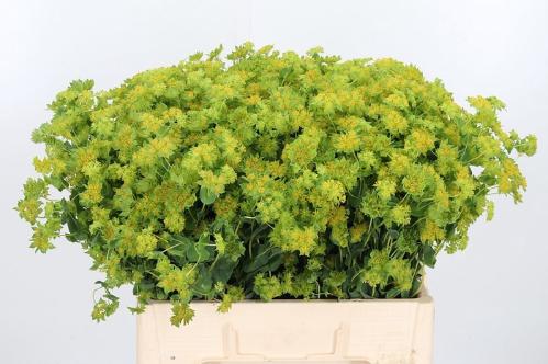 Bupleurum griffithii