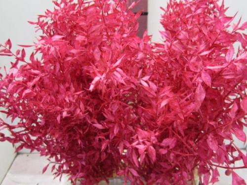 Ruscus kleurbehandeld H%