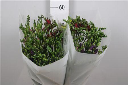 Freesia enkelbloemig gemengd