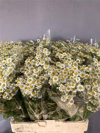Tanacetum parthenium Cameron