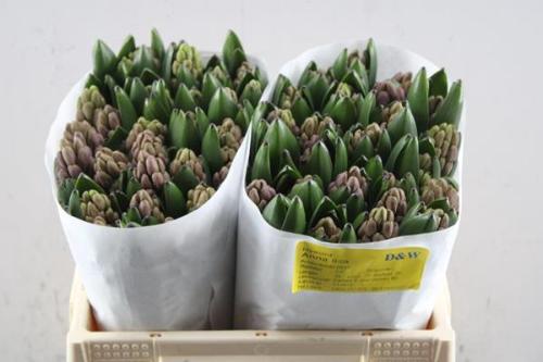 Hyacinthus orientalis 'Anna Liza'