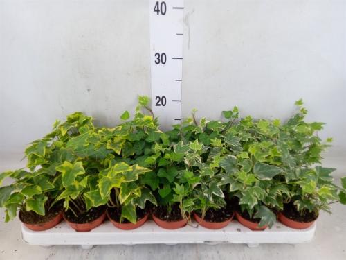 Hedera helix gemengd