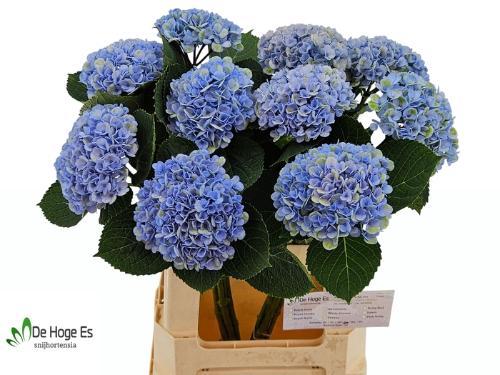 Hydrangea macrophylla Magical Revolution
