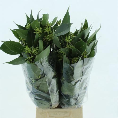 Eucalyptus robusta