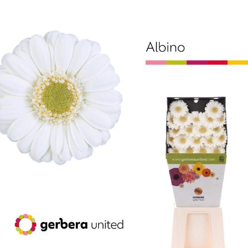Gerbera mini Albino