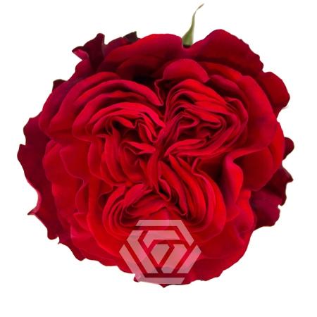 Rosa grootbloemig Hearts