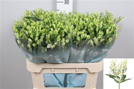 Alstroemeria White Pearls