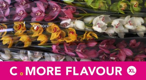 Cymbidium grootbloemig per tak gemengd