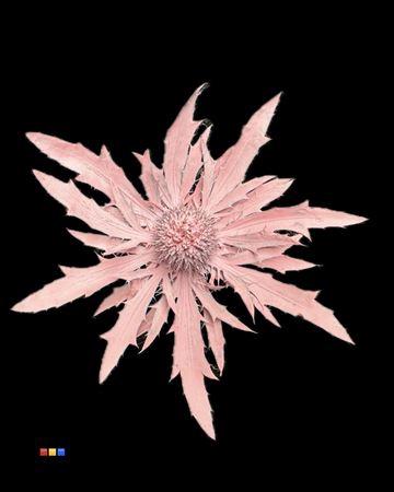 Eryngium alpinum kleurbehandeld H%