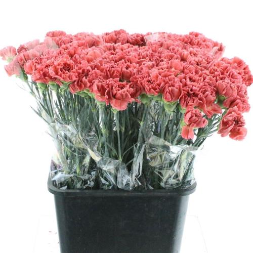 Dianthus standaard Miss Fabulous