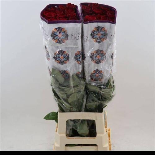 Rosa grootbloemig Freedom