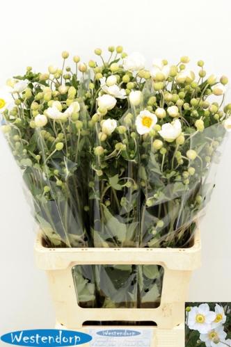 Anemone overig