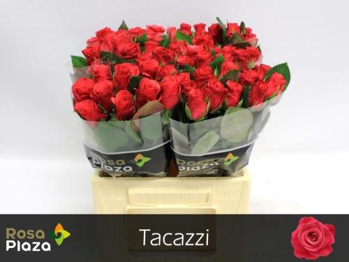 Rosa grootbloemig Tacazzi+