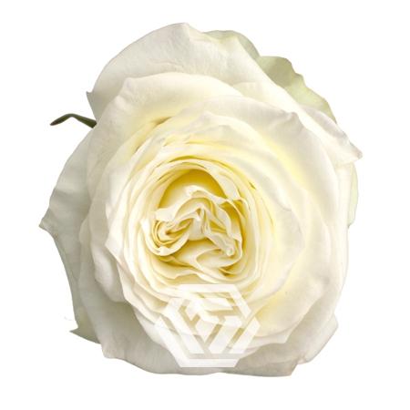 Rosa  grootbloemig Candlelight