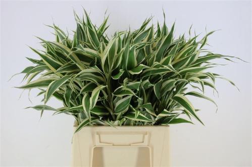Dracaena sanderiana