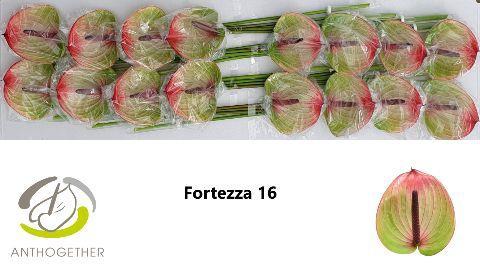 Anthurium (Andreanum Grp) Fortezza