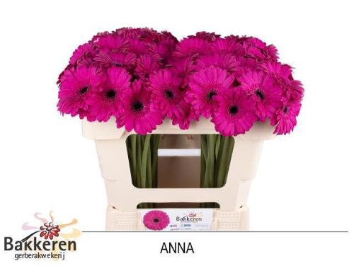 Gerbera mini Anna