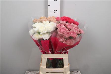 Dianthus standaard gemengd