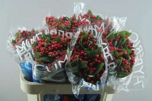 Hypericum Coco Diablo