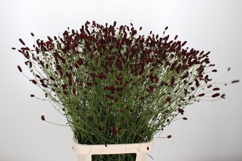Sanguisorba officinalis 'Royal Star'