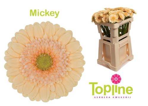 Gerbera mini 'Mickey'