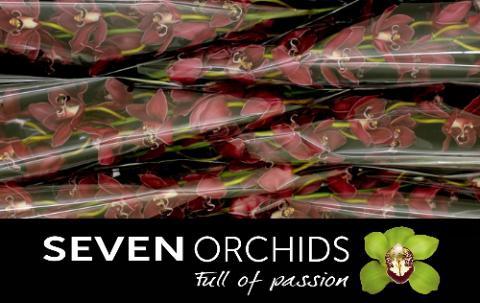 Cymbidium grootbloemig per tak 'Brera'