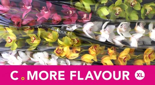 Cymbidium grootbloemig per tak gemengd