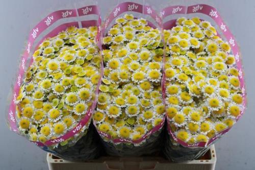 Chrysanthemum Indicum Grp tros santini 'Sun Up'