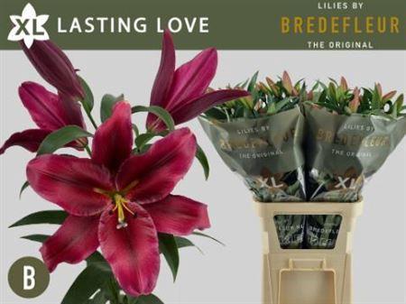 Lilium (OT-hybrids Grp) 'Lasting Love'