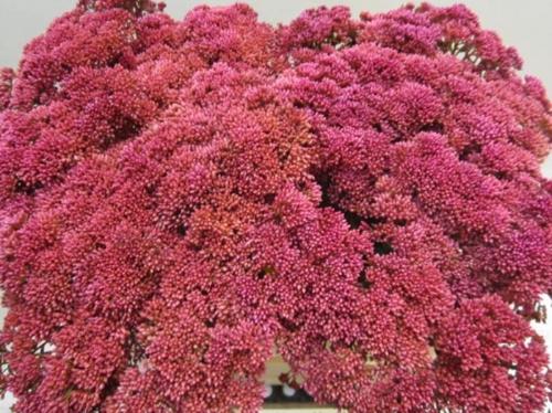 Sedum spectabile kleurbehandeld H%