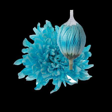 Chrysanthemum (Indicum Grp) geplozen Antonov kleurbehandeld H%