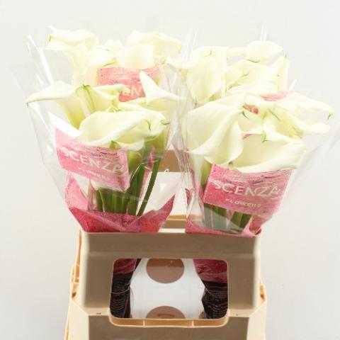 Zantedeschia 'Crystal Blush'