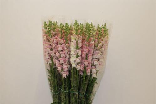 Antirrhinum majus overig