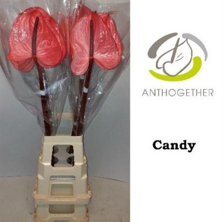Anthurium Andreanum Grp Candy