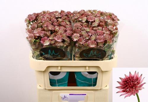 Astrantia major 'Roma'