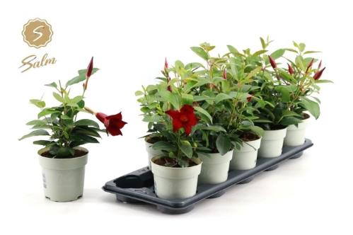 Anthurium Andreanum Grp 'Greenpeace'