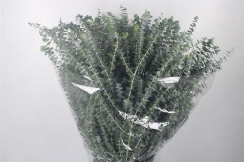 Eucalyptus per bos 'Baby Blue'
