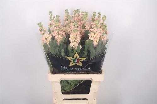 Matthiola incana 'Iron Apricot'