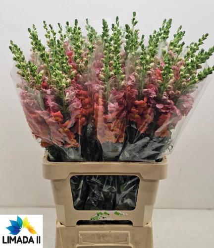 Antirrhinum majus 'Potomac Dark Orange'