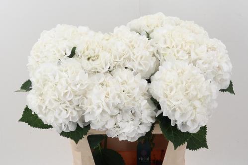Hydrangea macrophylla Royal Princess