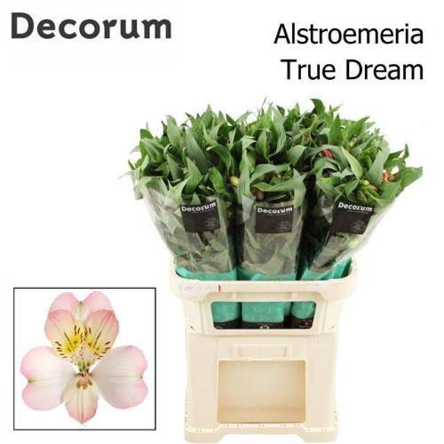 Alstroemeria True Dream